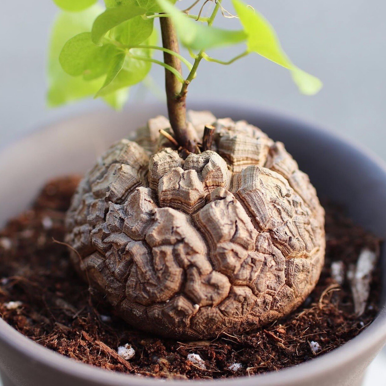 4-5CM Seedling Cactus Live Plants Dioscorea Elephantipes Beautiful Rare root tuber succulent plants