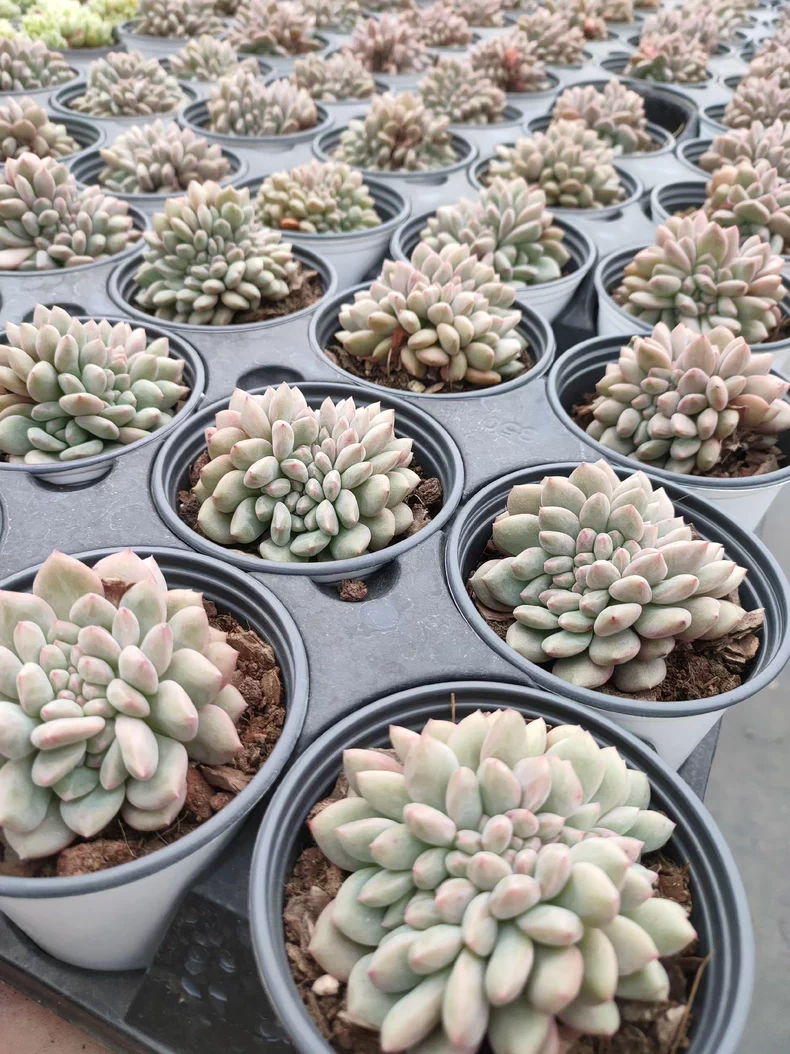 7cm 1PCS  Succulent Live Plants Echeveria 'Ariel cristata' Beautiful Rare Gareden Succulent