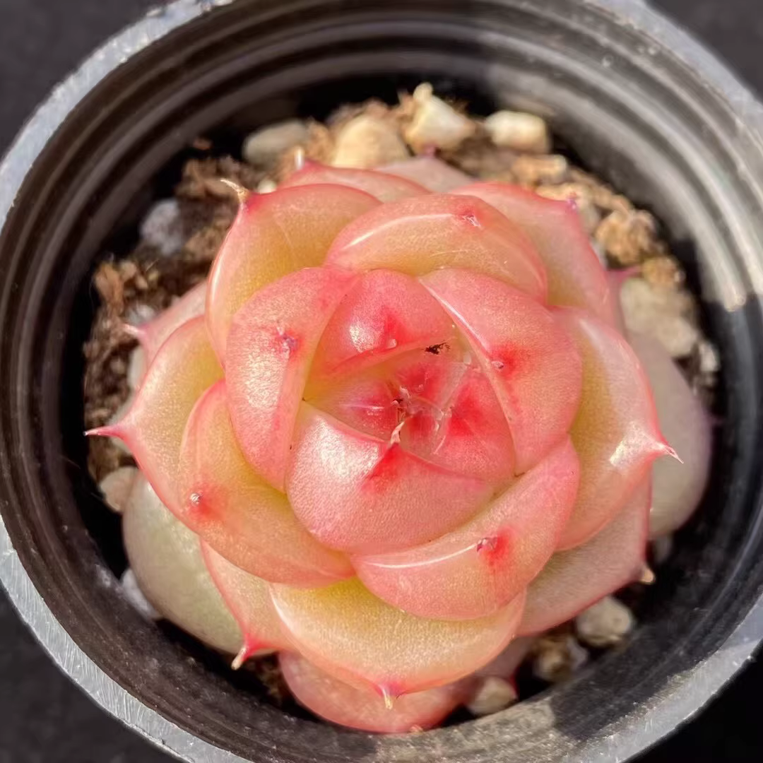 3.5-4cm 1PCS Seedling Succulent Live Plants Echeveria Tina Hybrid Beautiful Rare Gareden Succulent