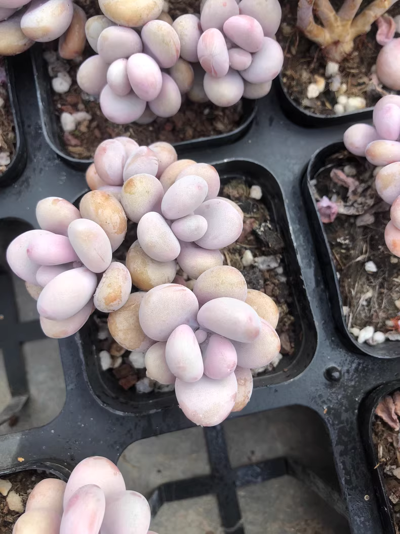 6cm 1PCS multiple-heads Succulent Plants Graptopetalum amethystinum Beautiful Rare Gareden Succulent
