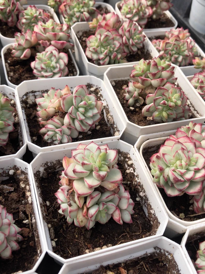 4-5cm 1PCS Seedling Succulent Live Plants Echeveria 'Tango' Beautiful Rare Gareden Succulent