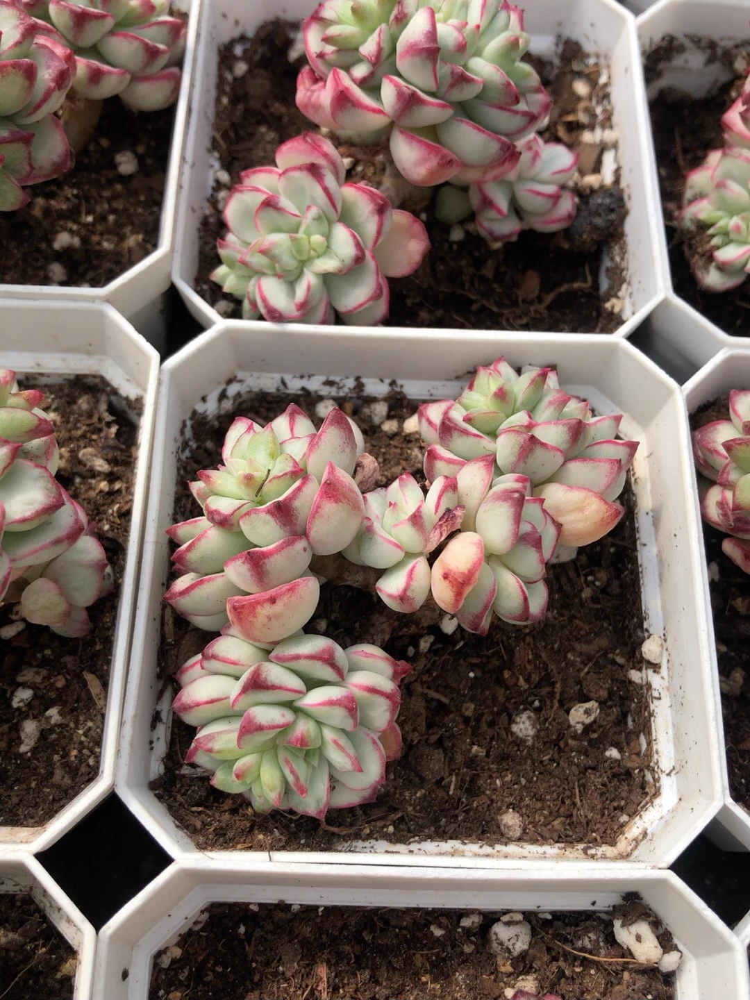 4-5cm 1PCS Seedling Succulent Live Plants Echeveria 'Tango' Beautiful Rare Gareden Succulent