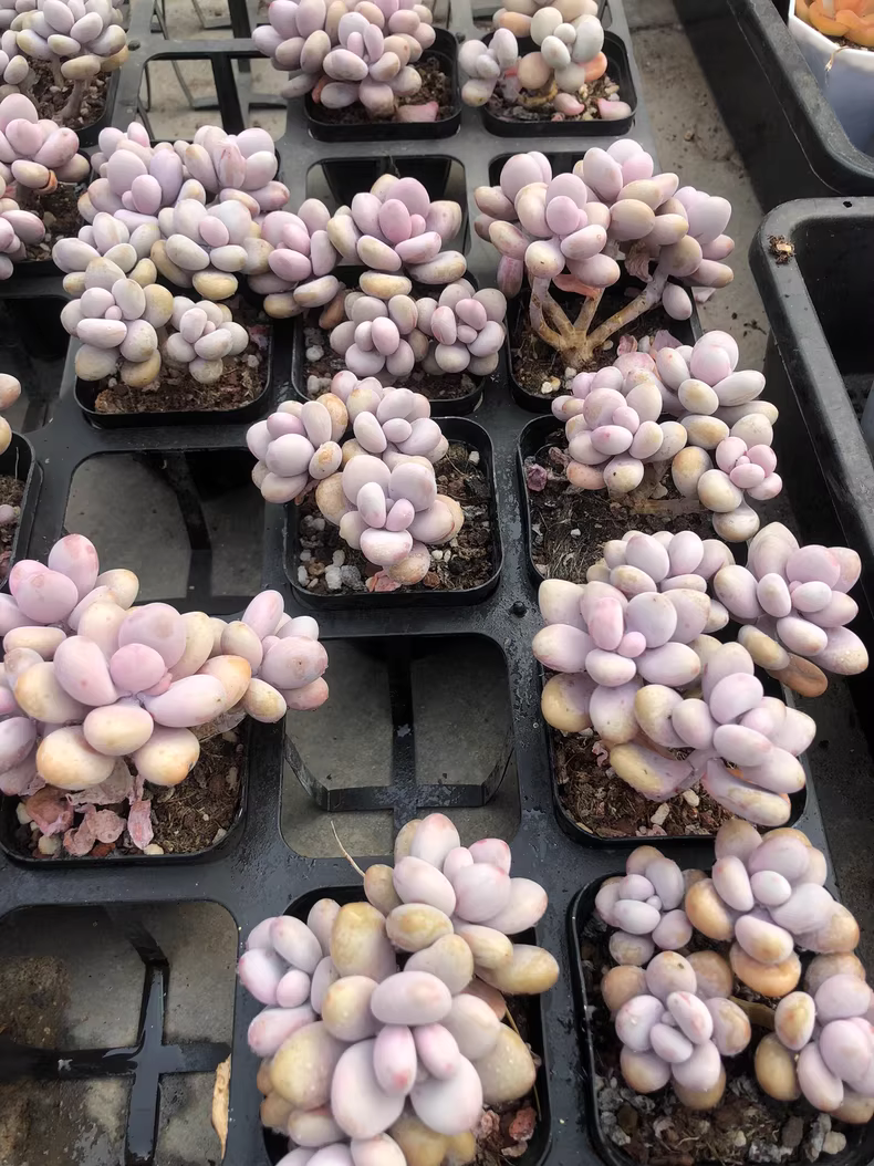 6cm 1PCS multiple-heads Succulent Plants Graptopetalum amethystinum Beautiful Rare Gareden Succulent