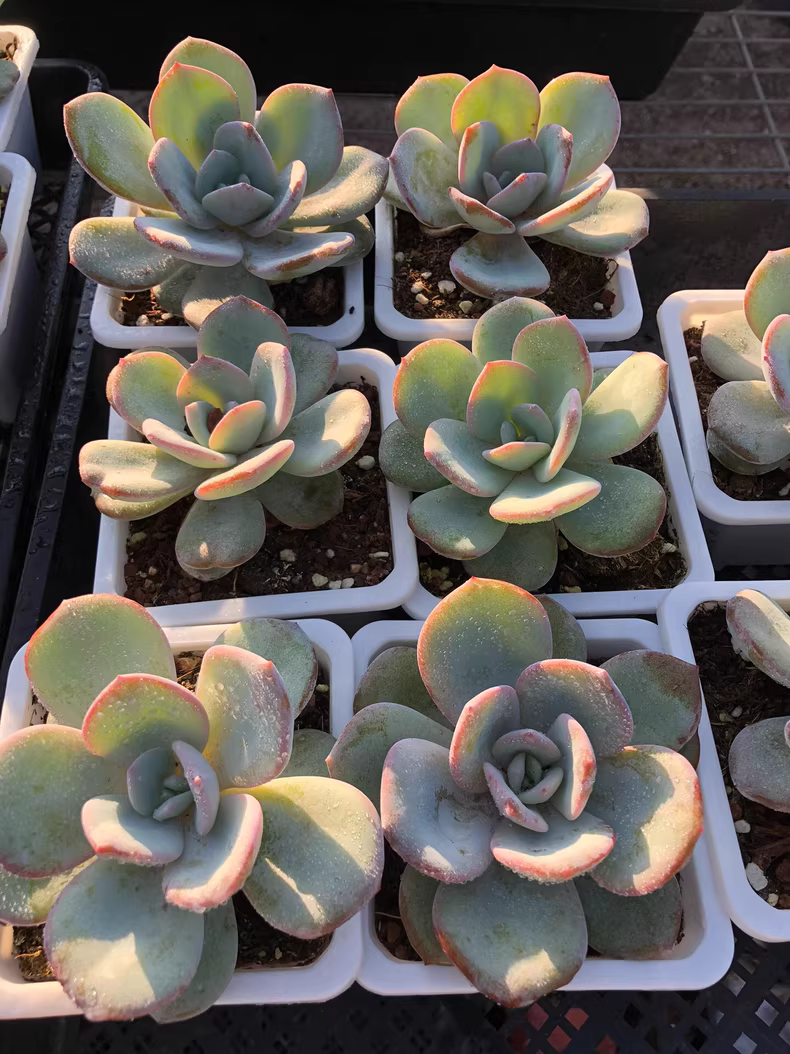5cm 1PCS Sddeling Succulent Live Plants Echeveria White Lady Hybrid Beautiful Rare Gareden Succulent