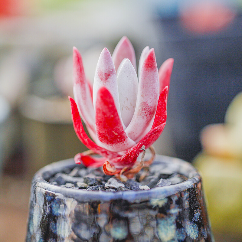 5-6cm 1PCS Seedling Succulent Live Plants Dudleya Caespitosa Beautiful Rare Garden succulent plants