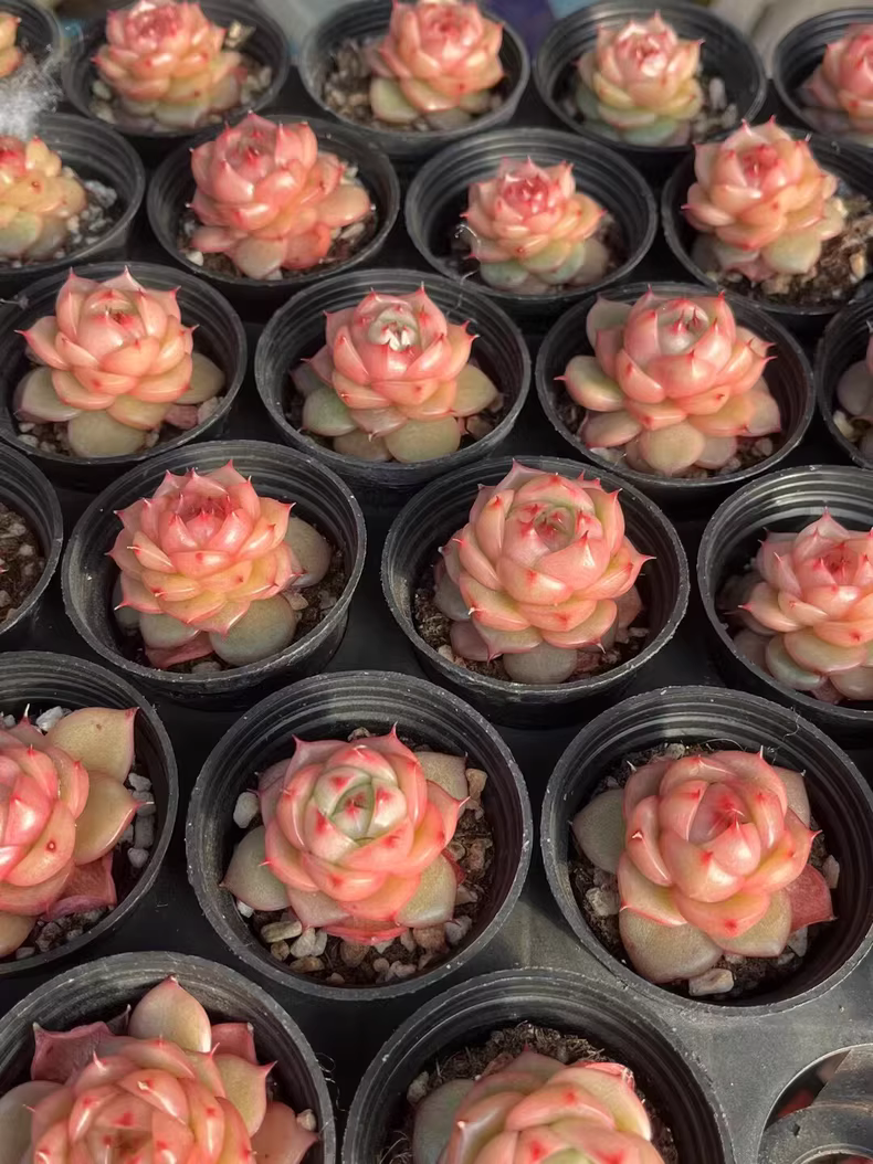 3.5-4cm 1PCS Seedling Succulent Live Plants Echeveria Tina Hybrid Beautiful Rare Gareden Succulent