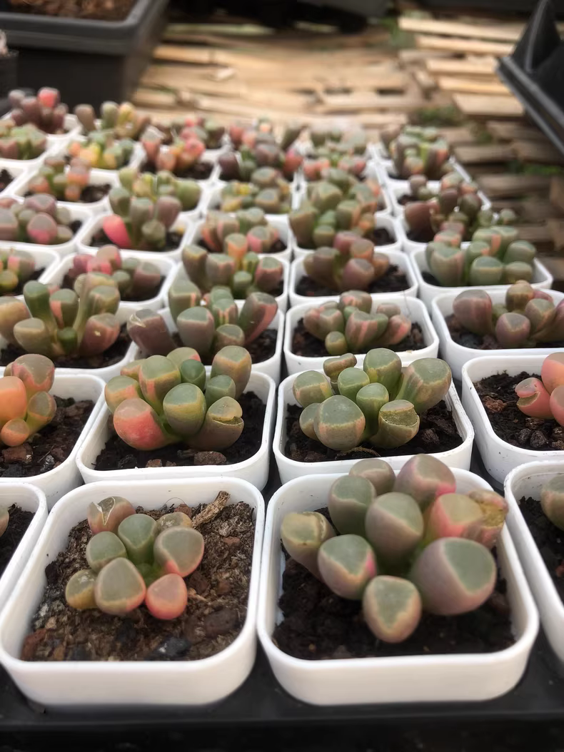 4cm 1PCS Double-headed Succulent Plants Fenestraria aurantiaca Variegata Beautiful Rare Gareden Succulent