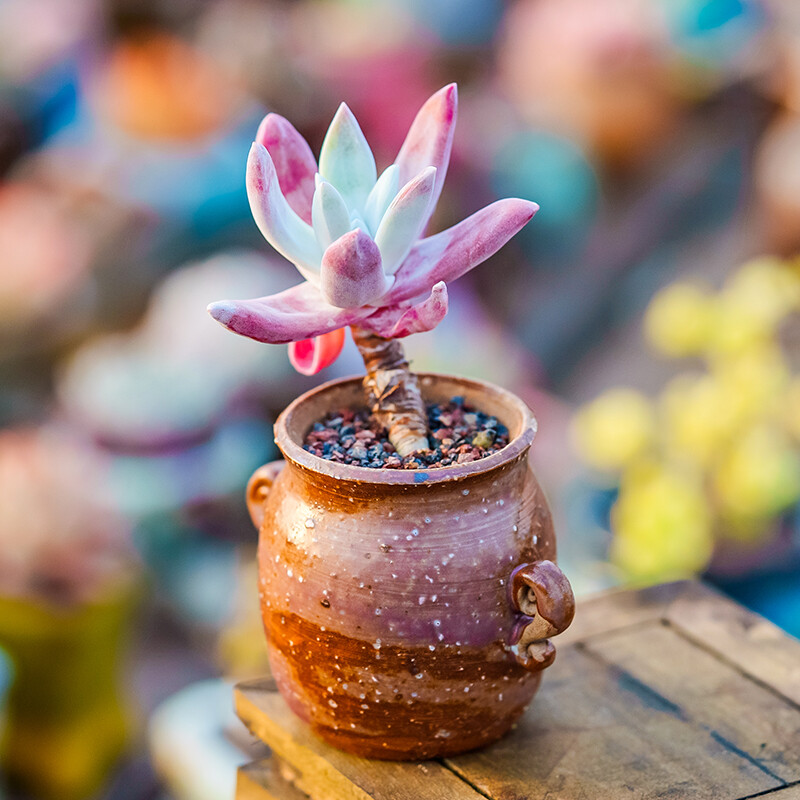 5-6cm 1PCS Seedling Succulent Live Plants Dudleya Caespitosa Beautiful Rare Garden succulent plants