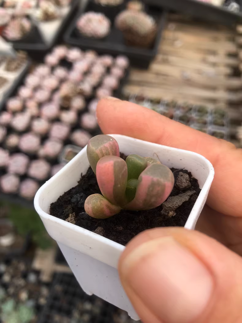 4cm 1PCS Double-headed Succulent Plants Fenestraria aurantiaca Variegata Beautiful Rare Gareden Succulent