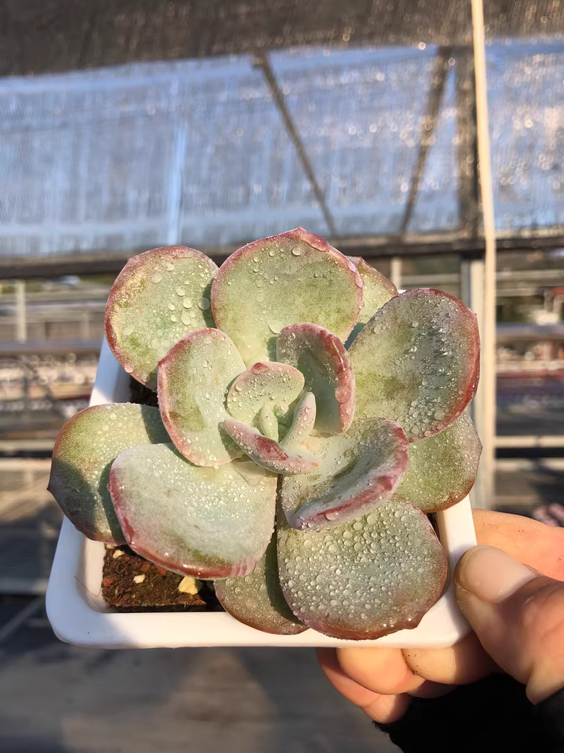 5cm 1PCS Sddeling Succulent Live Plants Echeveria White Lady Hybrid Beautiful Rare Gareden Succulent