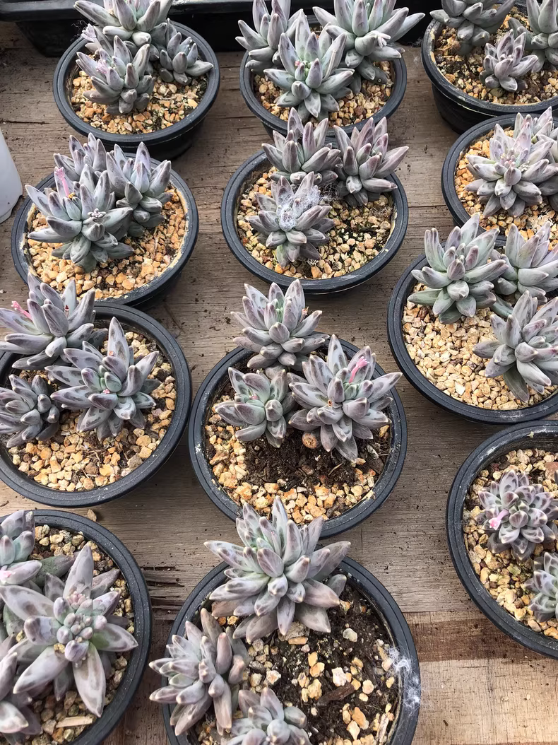 12cm 1PCS Succulent Plants Pachyphytum compactum Rose group Beautiful Rare Gareden Succulent