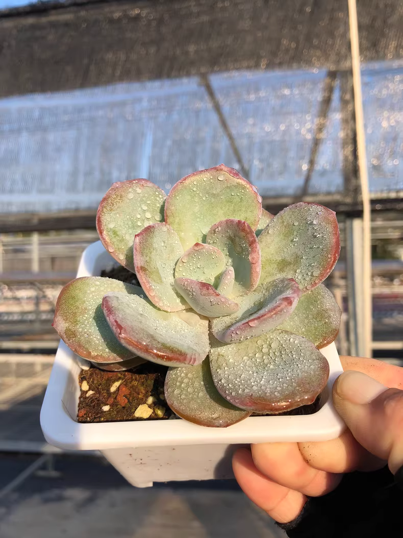 5cm 1PCS Sddeling Succulent Live Plants Echeveria White Lady Hybrid Beautiful Rare Gareden Succulent