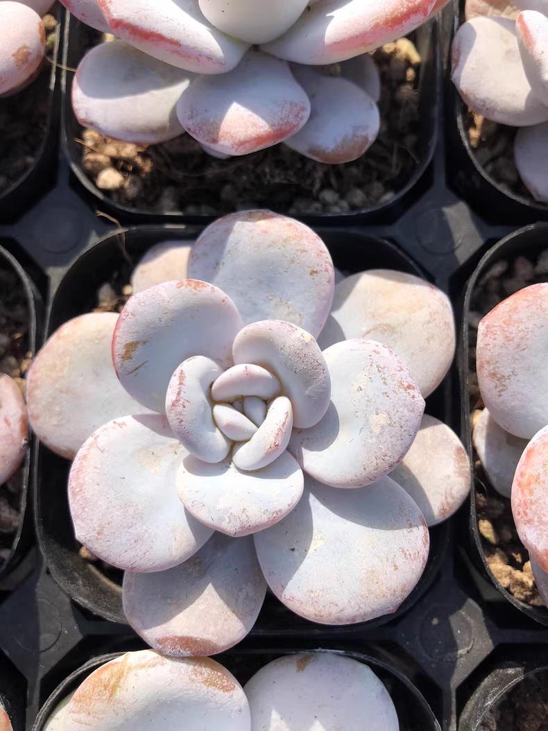 6cm 1PCS Succulent Live Plants Echeveria laui Moran Beautiful Rare Gareden Succulent