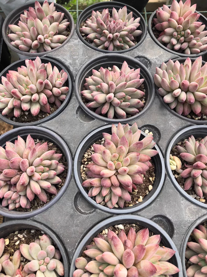 7-9cm 1PCS Double-headed Succulent Live Plants Pachysedum Ganzhou Hybied Beautiful Rare Gareden Succulent