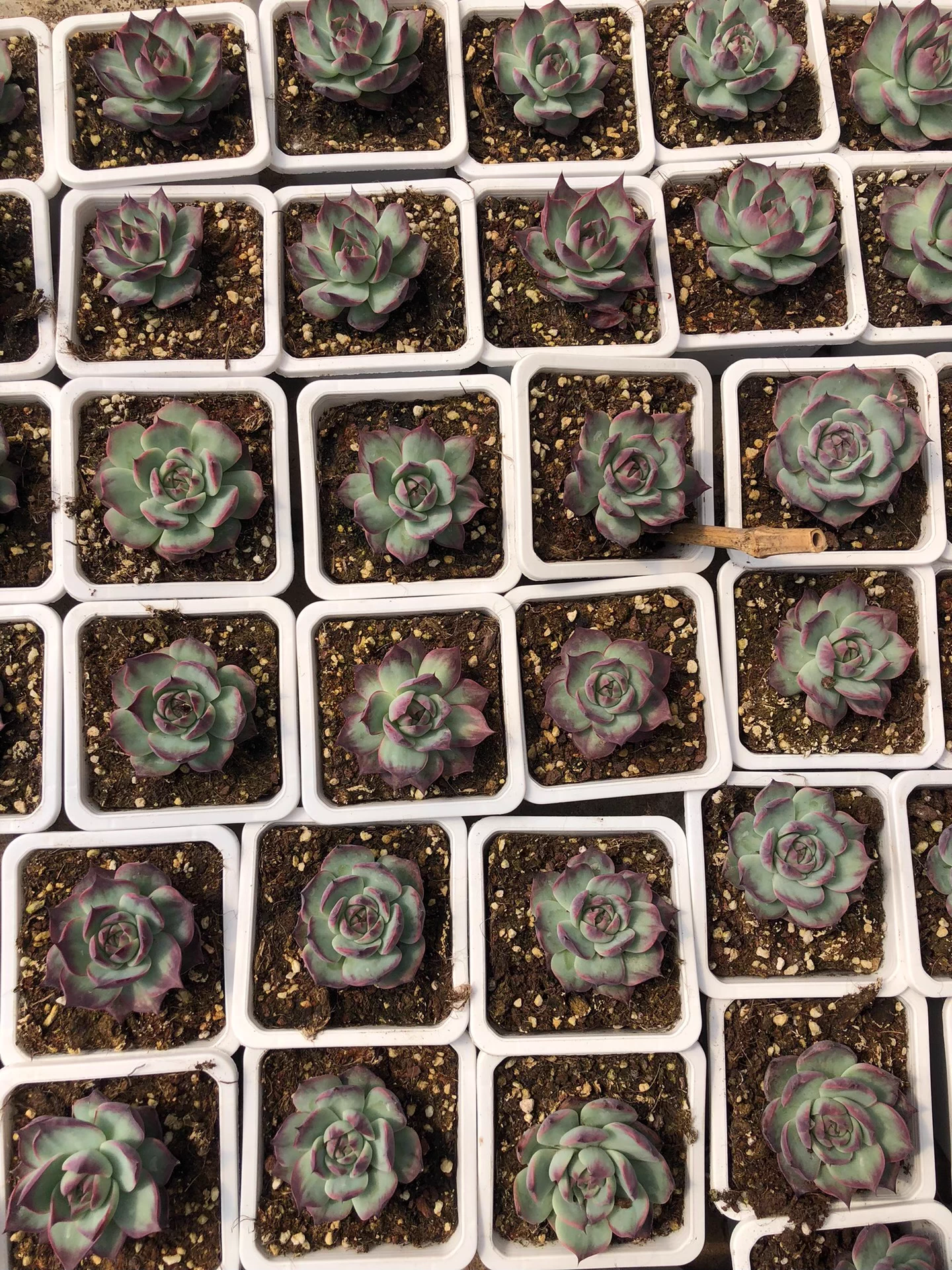 5cm 1PCS Seedling Succulent Live Plants Cotyledon Oophylla Beautiful Rare Gareden Succulent