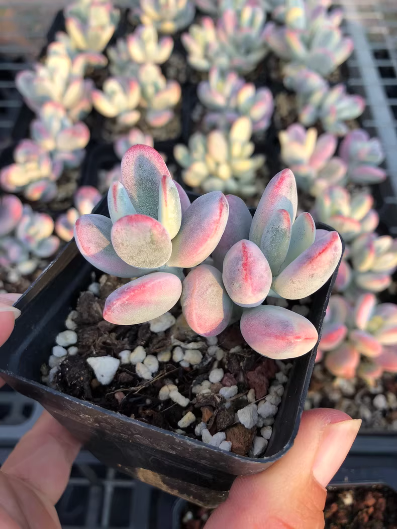 7cm 1PCS Double-headed Succulent Plants Cotyledon Oophylla Beautiful Rare Gareden Succulent