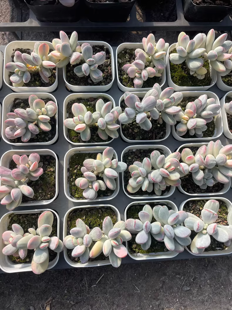 7cm 1PCS Double-headed Succulent Plants Cotyledon Oophylla Beautiful Rare Gareden Succulent