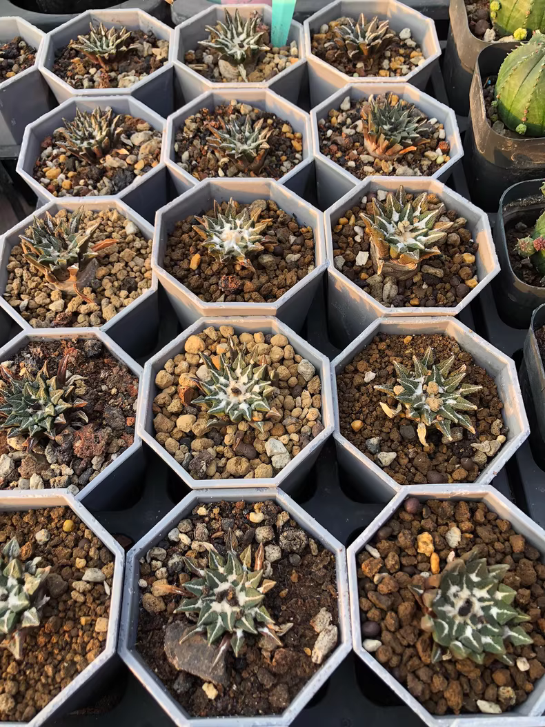 4.5cm 1PCS Seedling Cactus Live Plants Ariocarpus kotschoubeyanus‌ Beautiful Rare Gareden Succulent