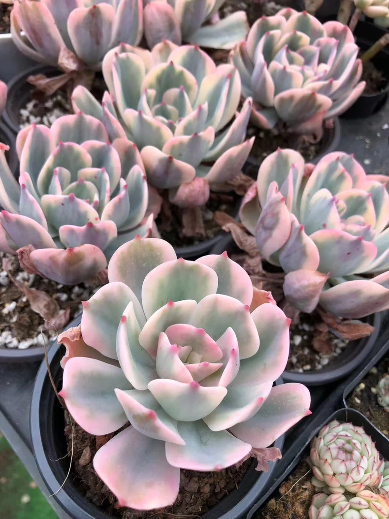 7cm 1PCS Succulent Plants Echeveria Imbricata variegata Beautiful Rare Gareden Succulent