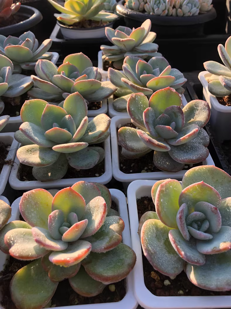 5cm 1PCS Sddeling Succulent Live Plants Echeveria White Lady Hybrid Beautiful Rare Gareden Succulent