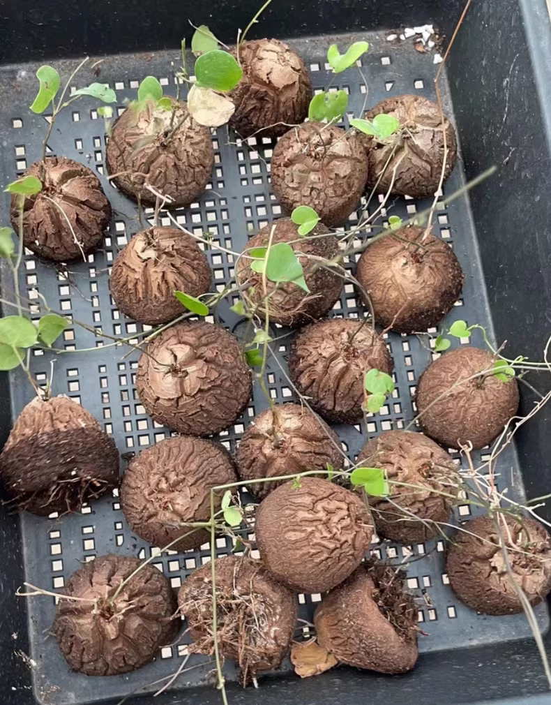 4-5CM Seedling Cactus Live Plants Dioscorea Elephantipes Beautiful Rare root tuber succulent plants