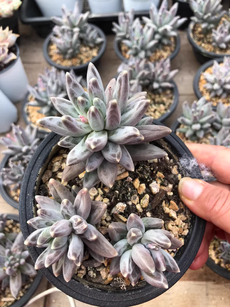 12cm 1PCS Succulent Plants Pachyphytum compactum Rose group Beautiful Rare Gareden Succulent