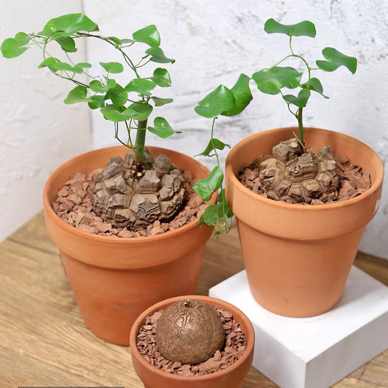 4-5CM Seedling Cactus Live Plants Dioscorea Elephantipes Beautiful Rare root tuber succulent plants