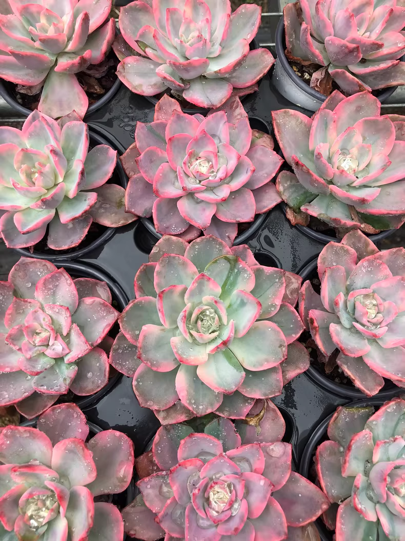 7cm 1PCS Seedling Succulent Live Plants × Graptoveria Harry Watson Beautiful Rare Gareden Succulent