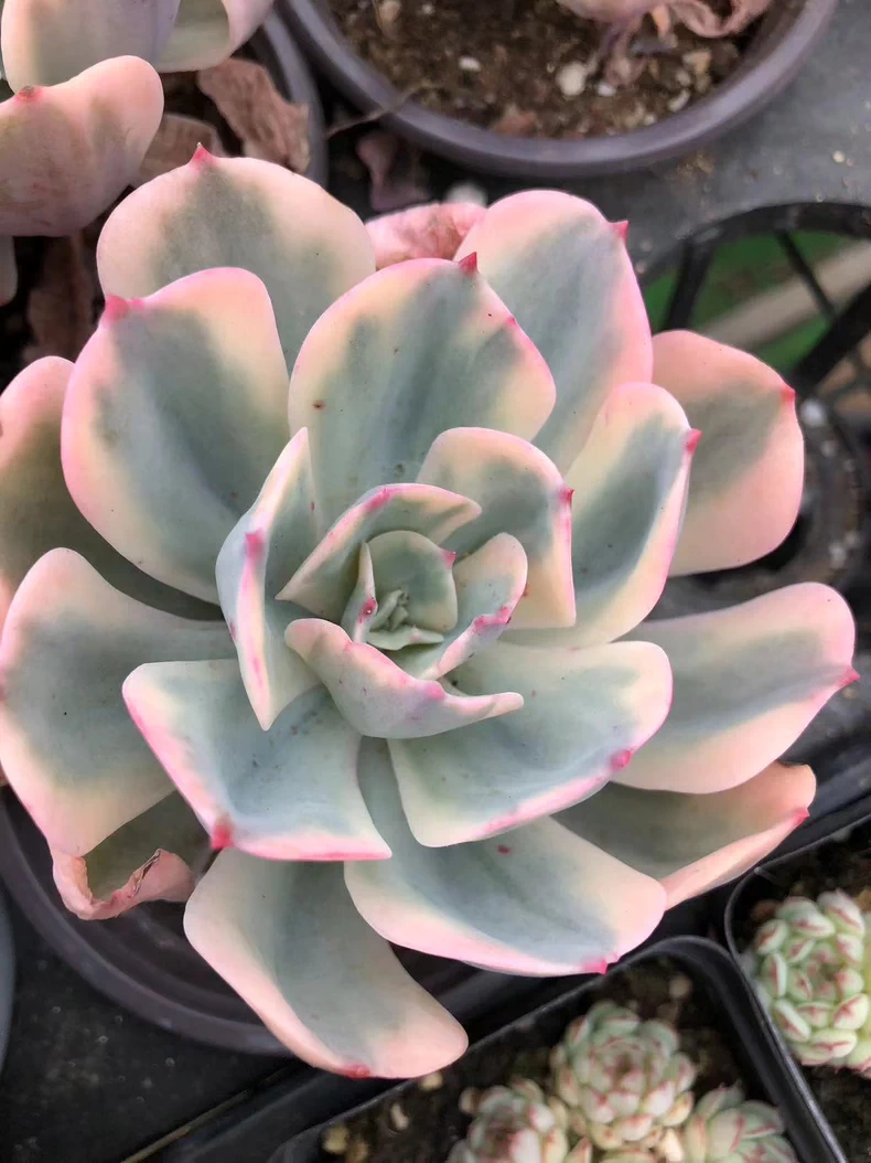 7cm 1PCS Succulent Plants Echeveria Imbricata variegata Beautiful Rare Gareden Succulent