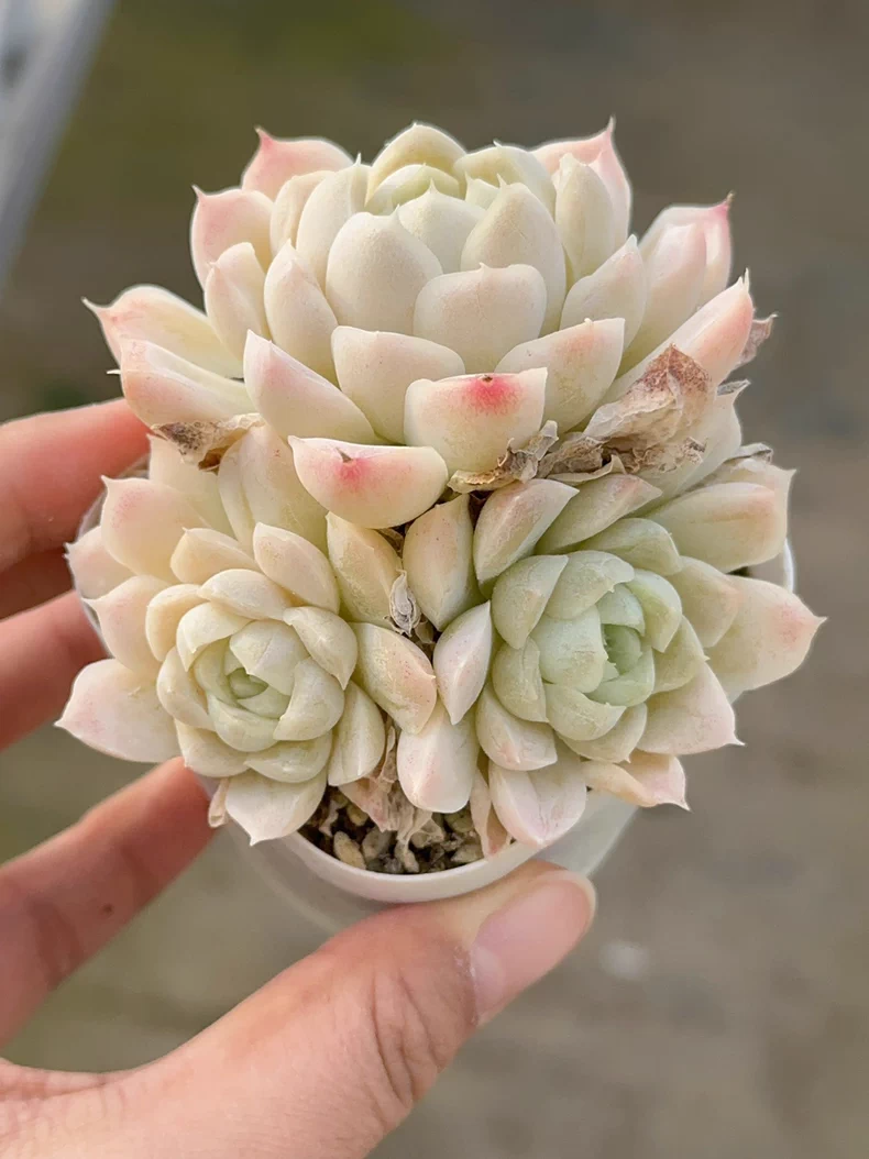 6-7cm 1PCS Succulent Liave Plants Echeveria White Moon group Beautiful Rare Gareden Succulent