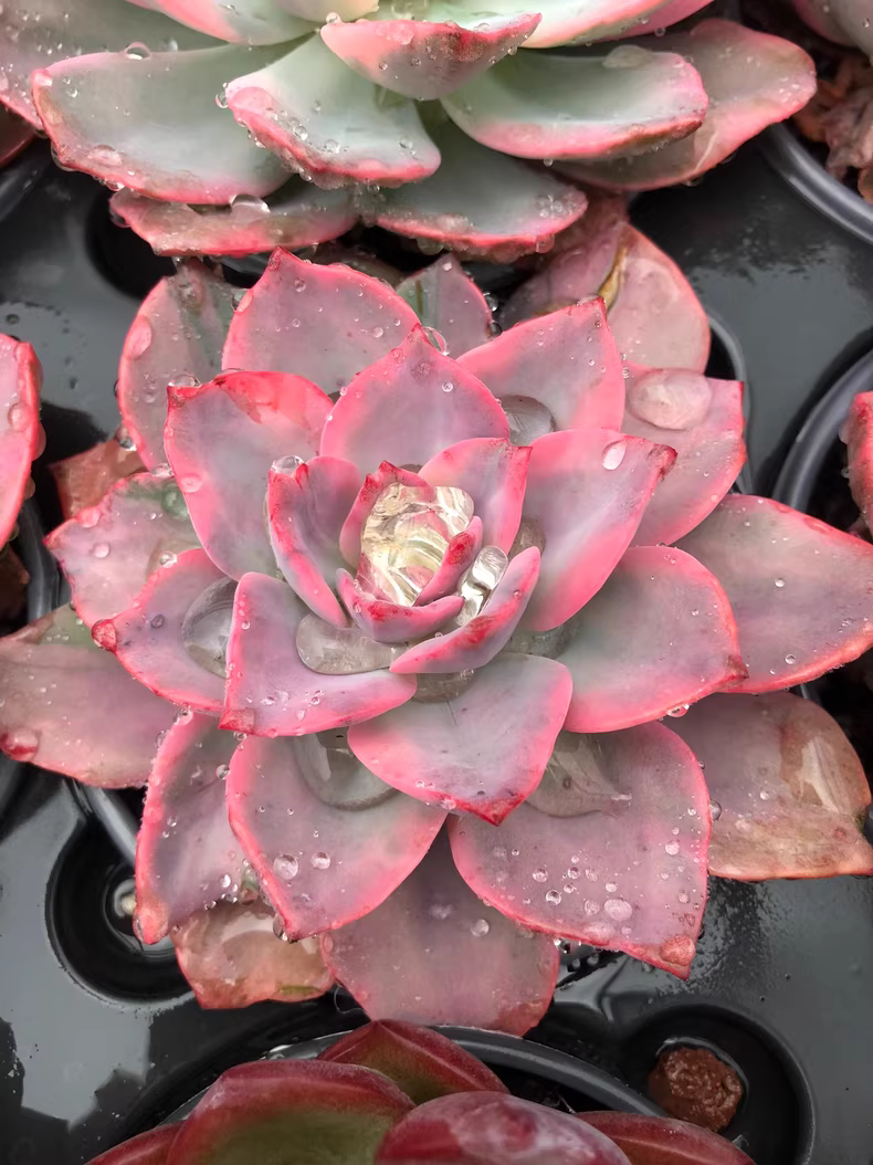 7cm 1PCS Seedling Succulent Live Plants × Graptoveria Harry Watson Beautiful Rare Gareden Succulent
