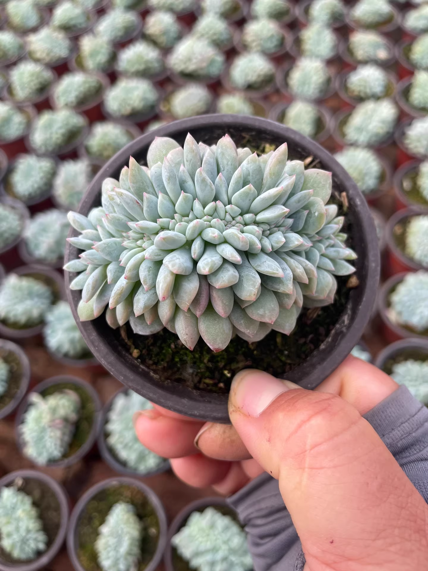 6-7cm 1PCS Succulent Live Plants Echeveria Monroe Cristata Beautiful Rare Gareden Succulent