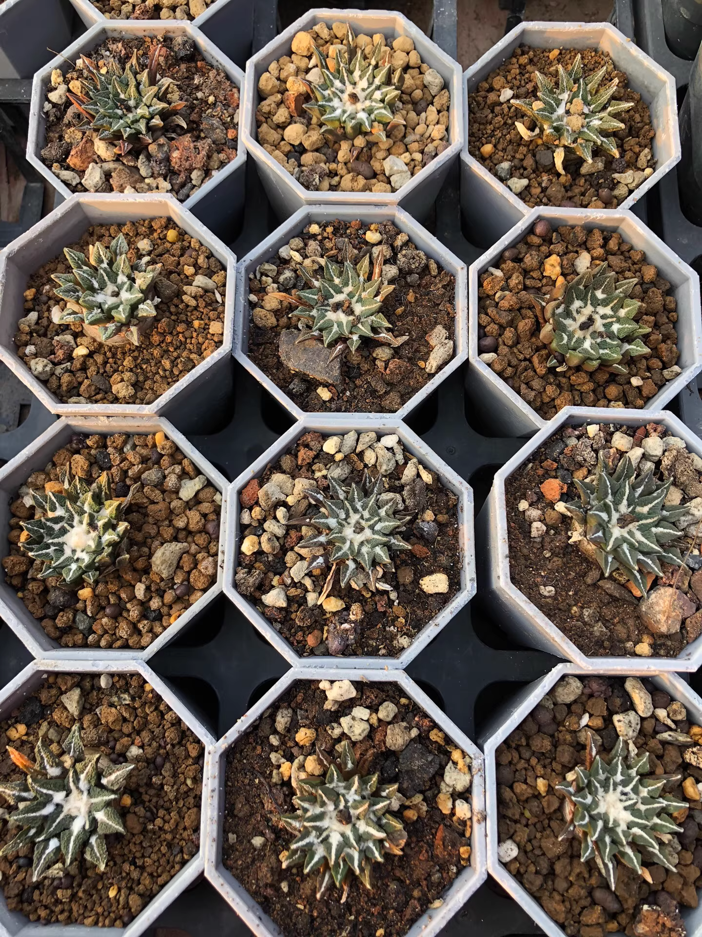 4.5cm 1PCS Seedling Cactus Live Plants Ariocarpus kotschoubeyanus‌ Beautiful Rare Gareden Succulent