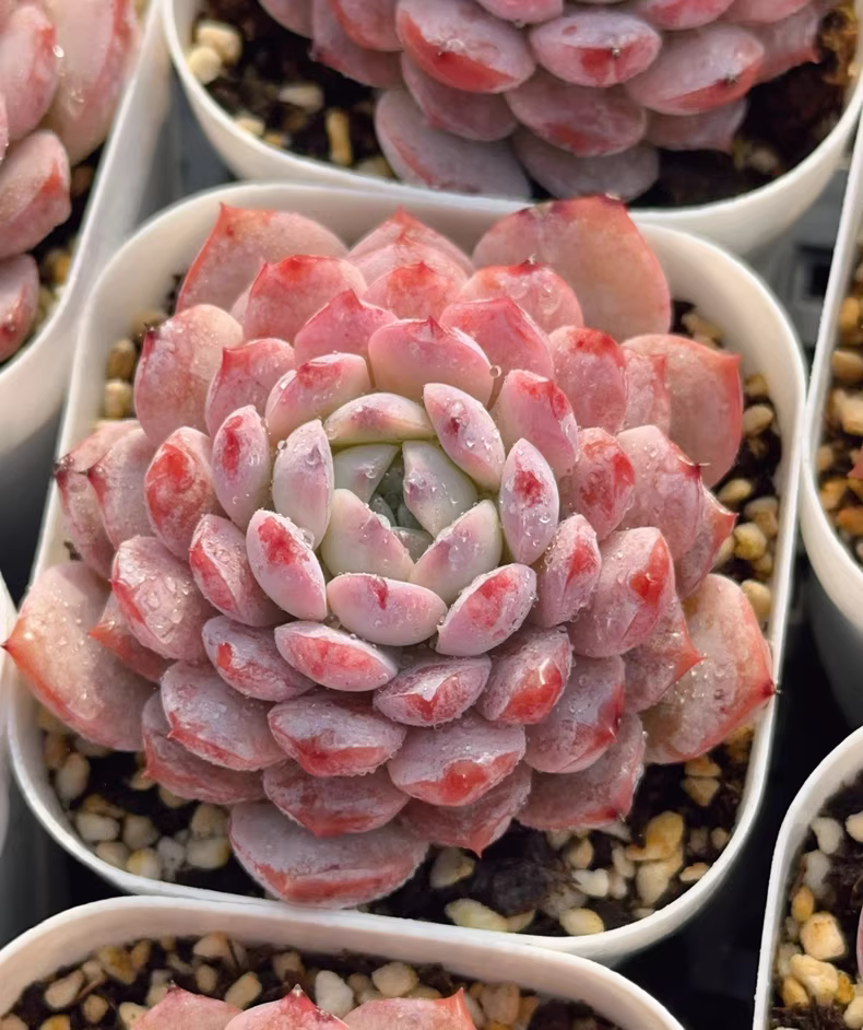 4-5cm 1PCS Seedling Succulent Plants Echeveria Amazing Grace Beautiful Rare Gareden Succulent