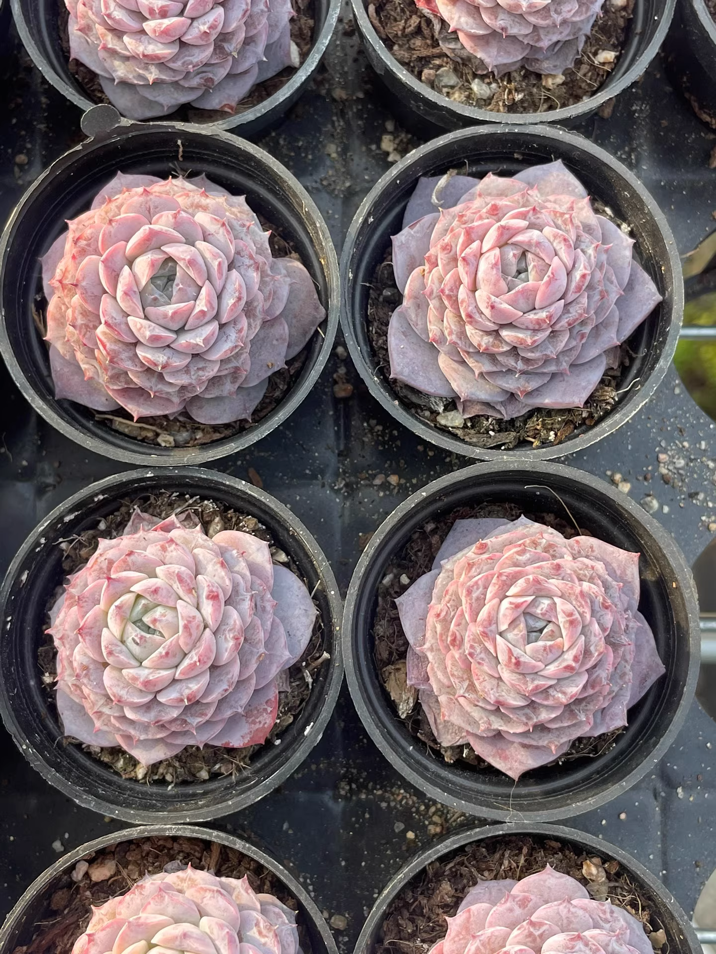 4-5cm 1PCS Seedling Succulent Plants Echeveria Amazing Grace Beautiful Rare Gareden Succulent