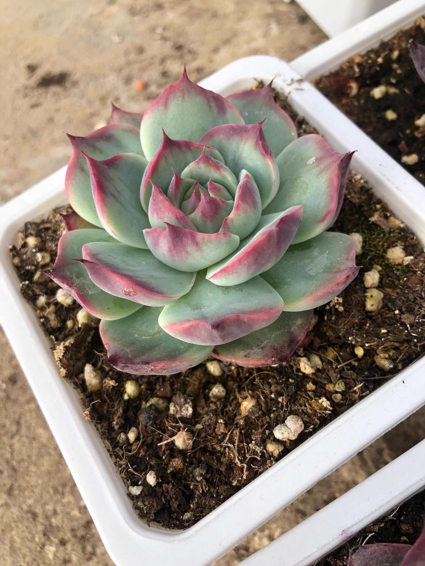 5cm 1PCS Seedling Succulent Live Plants Cotyledon Oophylla Beautiful Rare Gareden Succulent