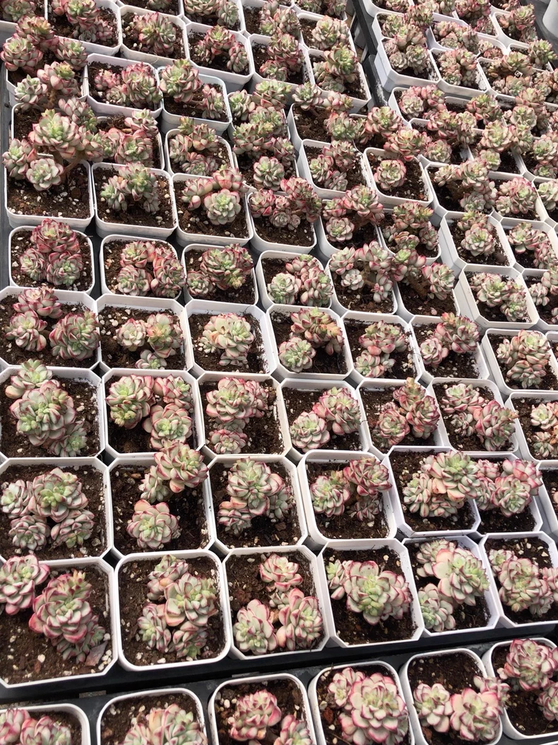 4-5cm 1PCS Seedling Succulent Live Plants Echeveria 'Tango' Beautiful Rare Gareden Succulent