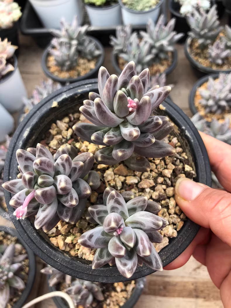 12cm 1PCS Succulent Plants Pachyphytum compactum Rose group Beautiful Rare Gareden Succulent