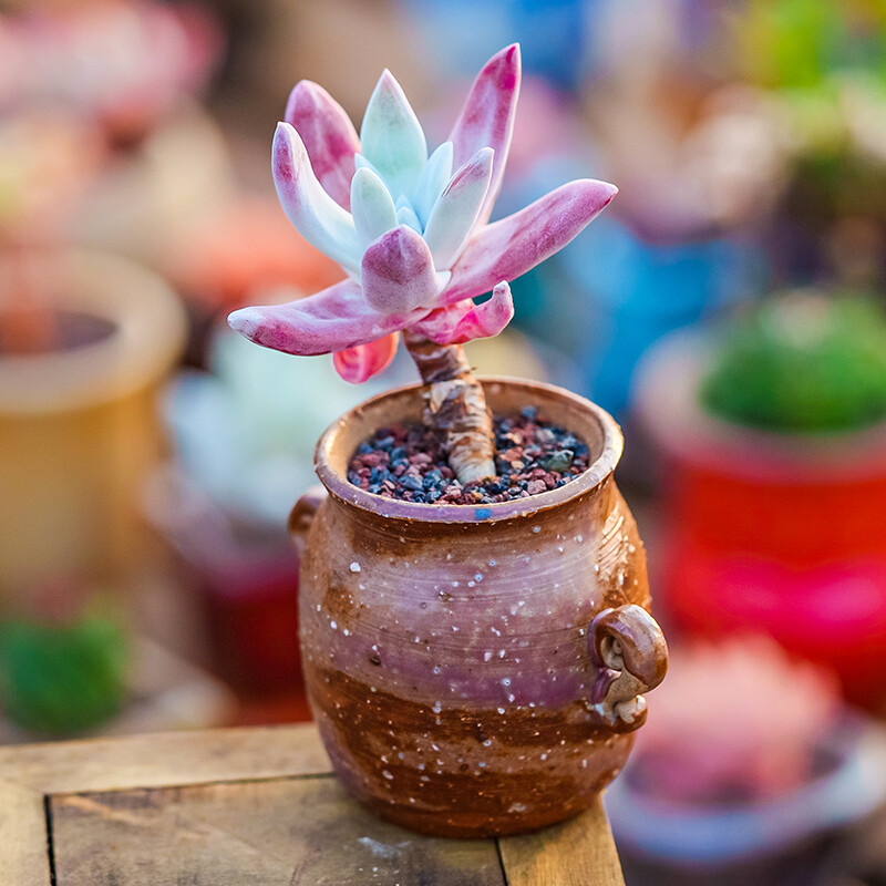 5-6cm 1PCS Seedling Succulent Live Plants Dudleya Caespitosa Beautiful Rare Garden succulent plants