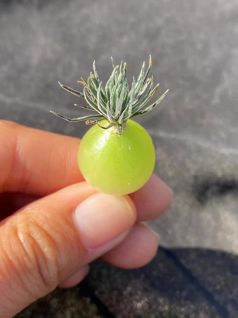 1.5cm 1PCS Seedling Succulent Live Plants Ornithogalum sardienii Beautiful Rare Gareden bulb Succulent Plants