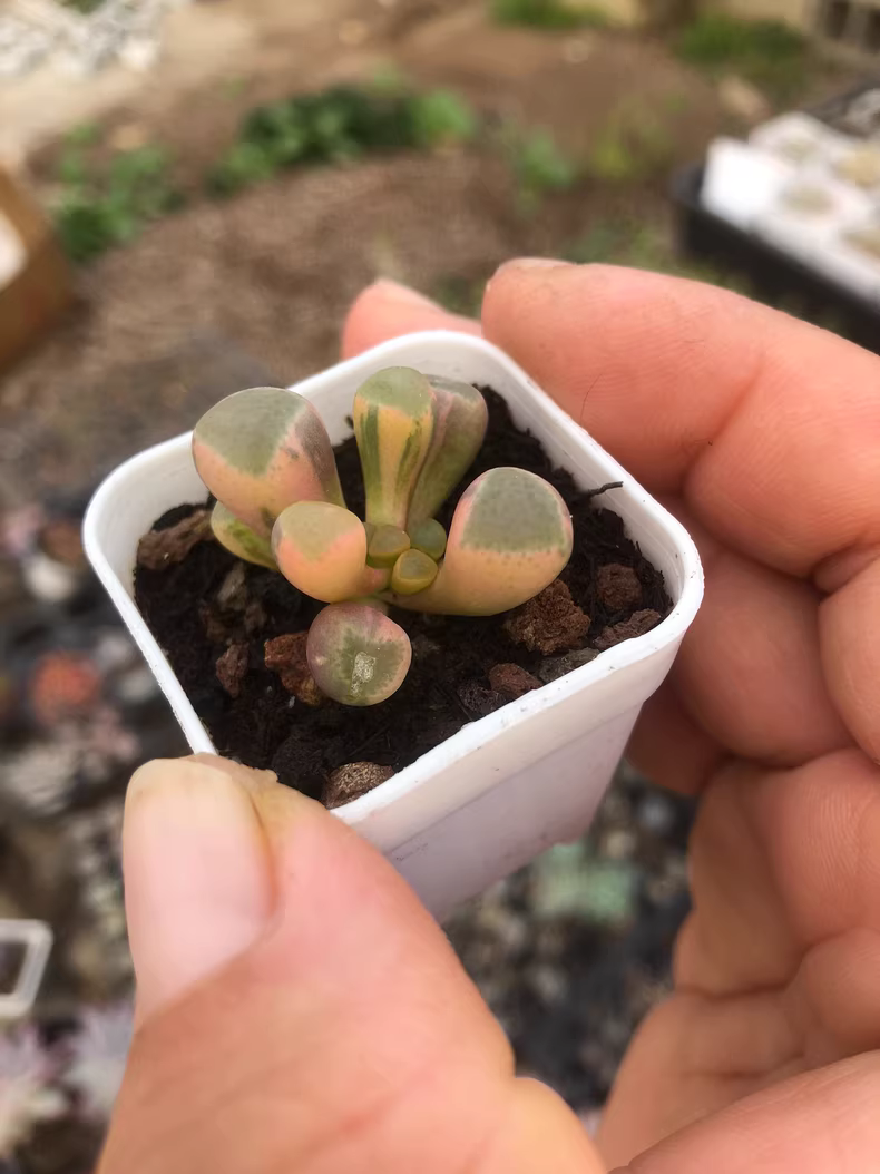 4cm 1PCS Double-headed Succulent Plants Fenestraria aurantiaca Variegata Beautiful Rare Gareden Succulent
