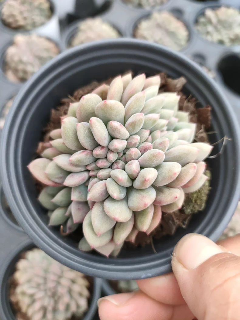 7cm 1PCS  Succulent Live Plants Echeveria 'Ariel cristata' Beautiful Rare Gareden Succulent