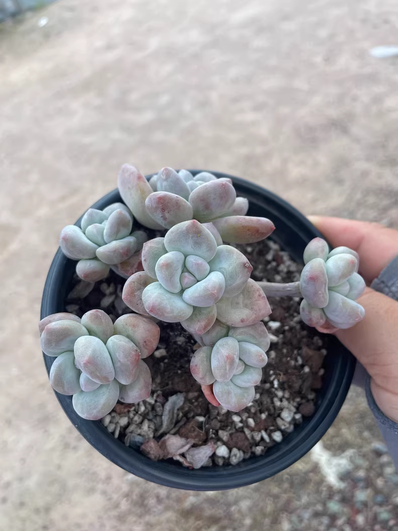 9cm 1PCS Succulent Plants Cotyledon Oophylla group Beautiful Rare Gareden Succulent