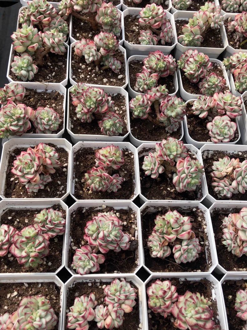 4-5cm 1PCS Seedling Succulent Live Plants Echeveria 'Tango' Beautiful Rare Gareden Succulent