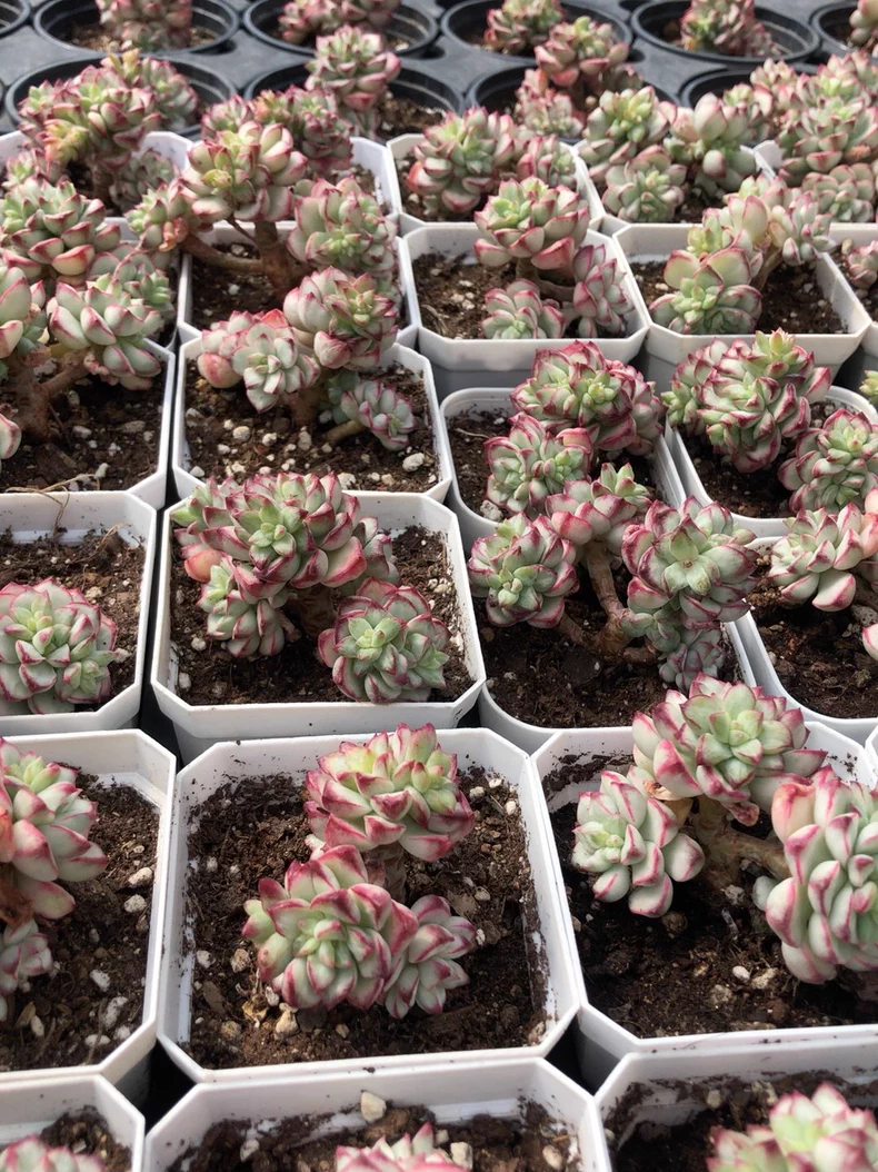 4-5cm 1PCS Seedling Succulent Live Plants Echeveria 'Tango' Beautiful Rare Gareden Succulent