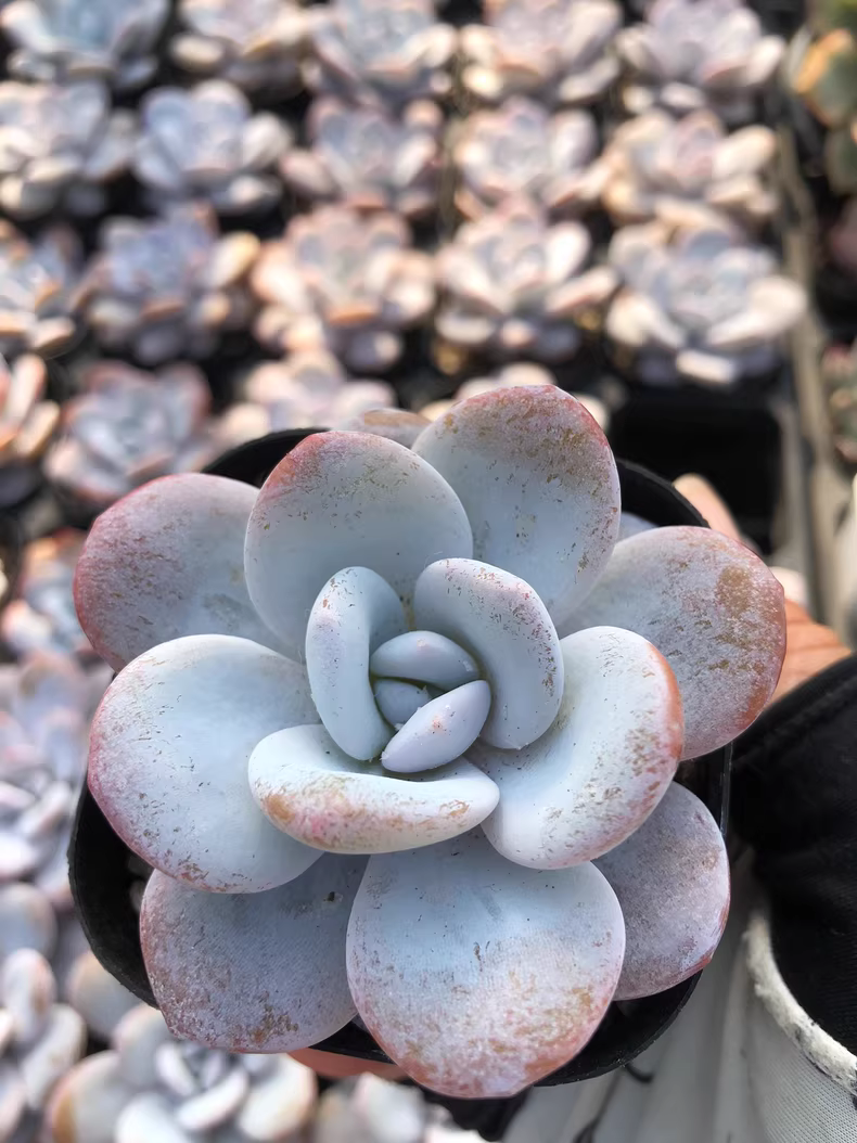 6cm 1PCS Succulent Live Plants Echeveria laui Moran Beautiful Rare Gareden Succulent