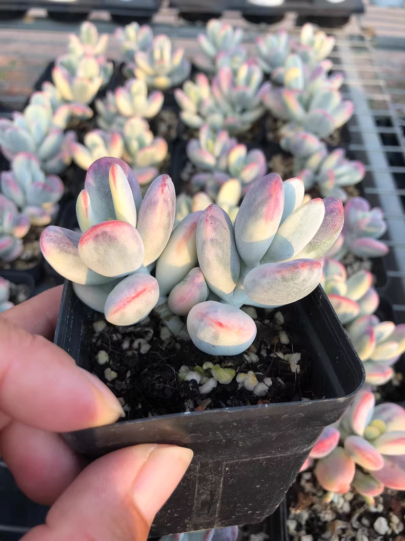 7cm 1PCS Double-headed Succulent Plants Cotyledon Oophylla Beautiful Rare Gareden Succulent