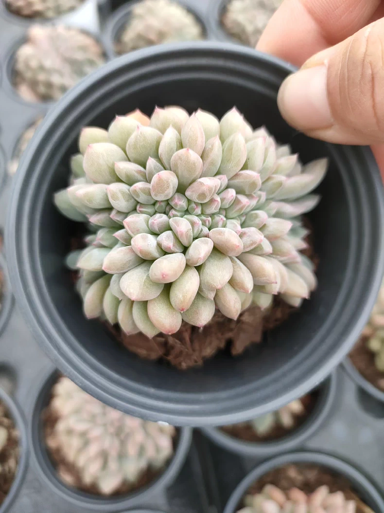 7cm 1PCS  Succulent Live Plants Echeveria 'Ariel cristata' Beautiful Rare Gareden Succulent