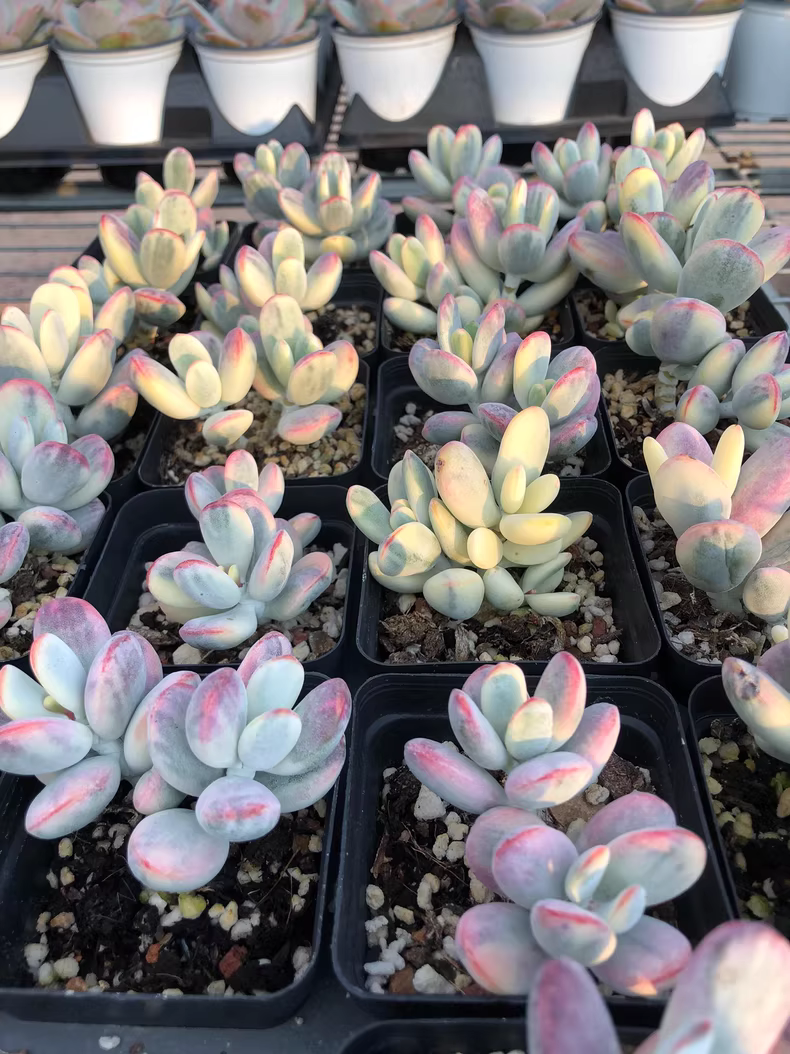 7cm 1PCS Double-headed Succulent Plants Cotyledon Oophylla Beautiful Rare Gareden Succulent