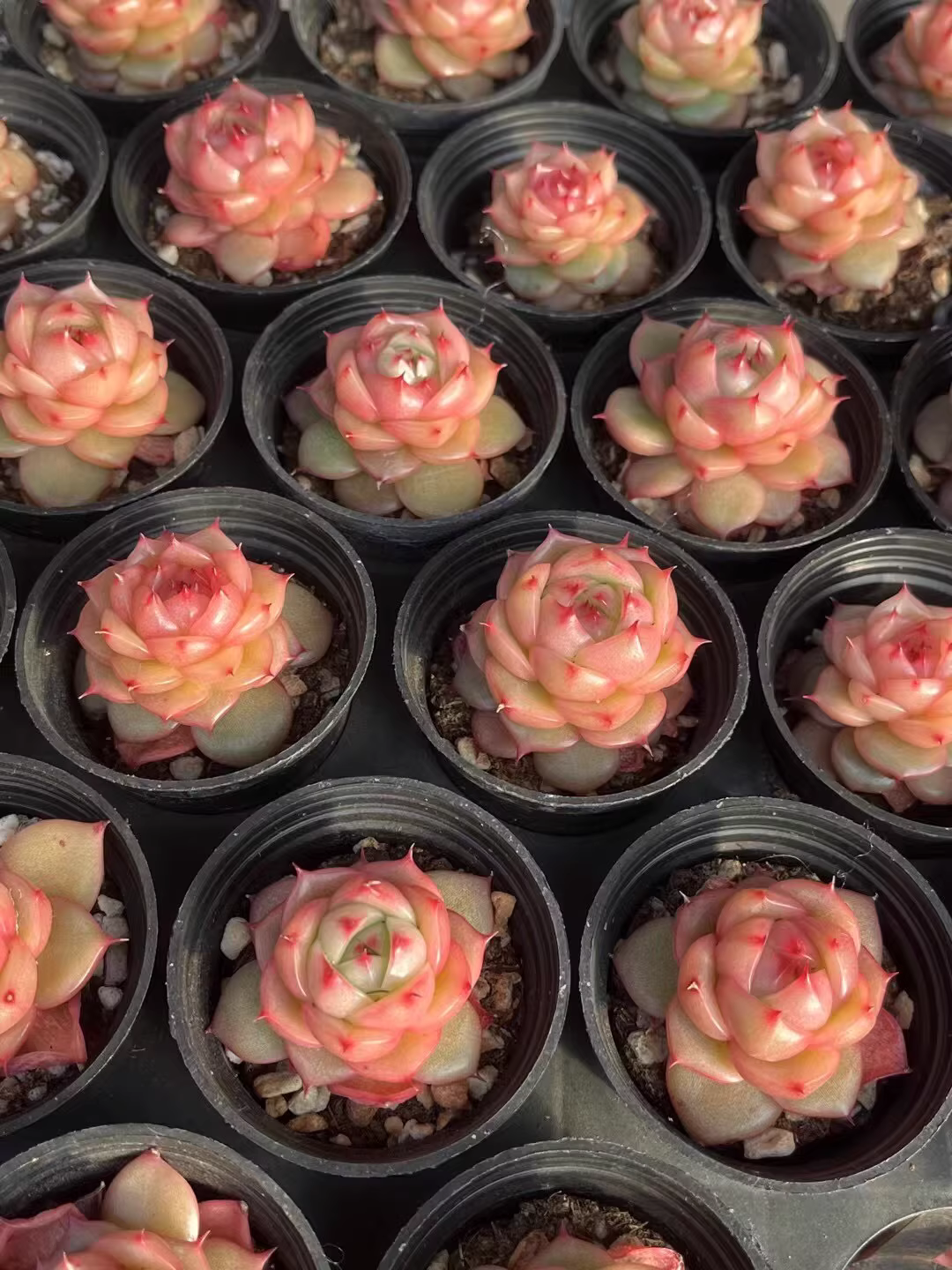 3.5-4cm 1PCS Seedling Succulent Live Plants Echeveria Tina Hybrid Beautiful Rare Gareden Succulent